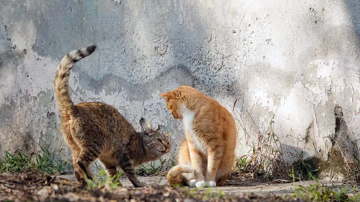 Gatos en una calle